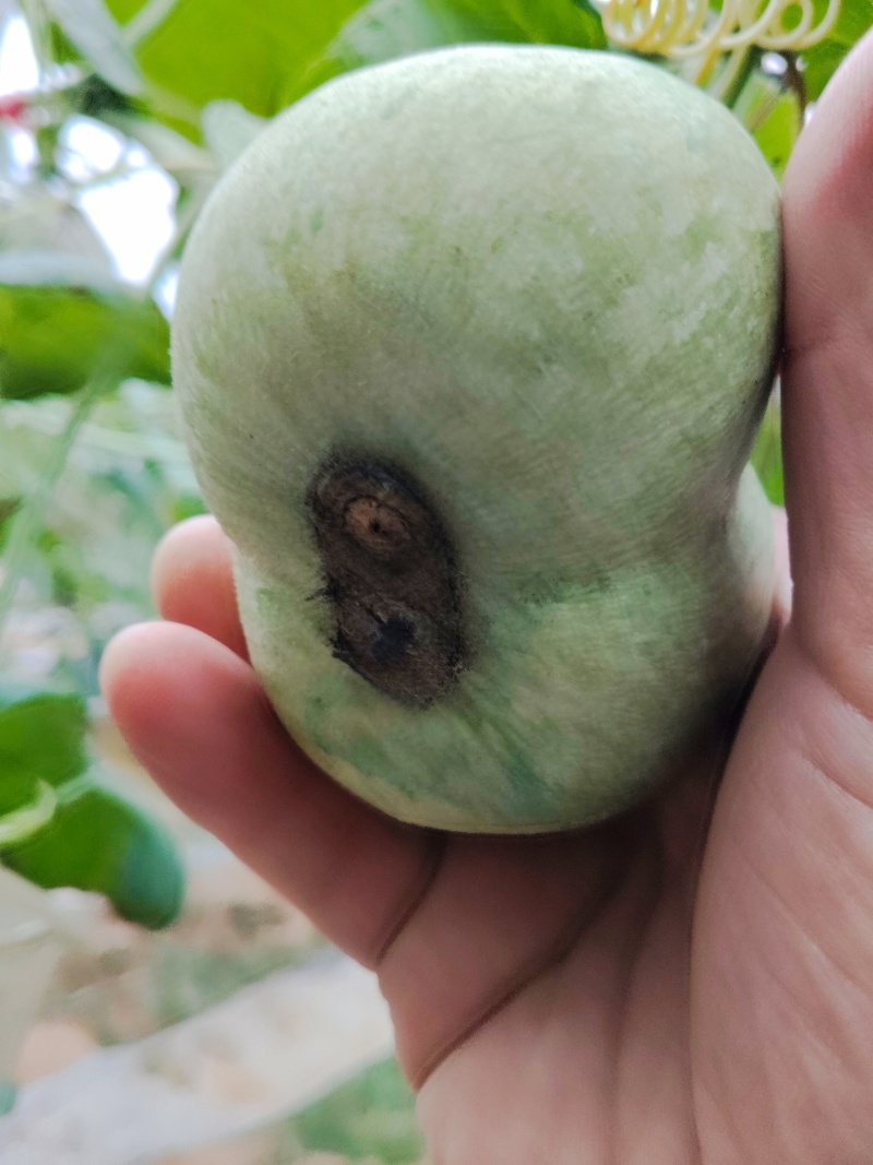 青皮葫芦异性可穿签