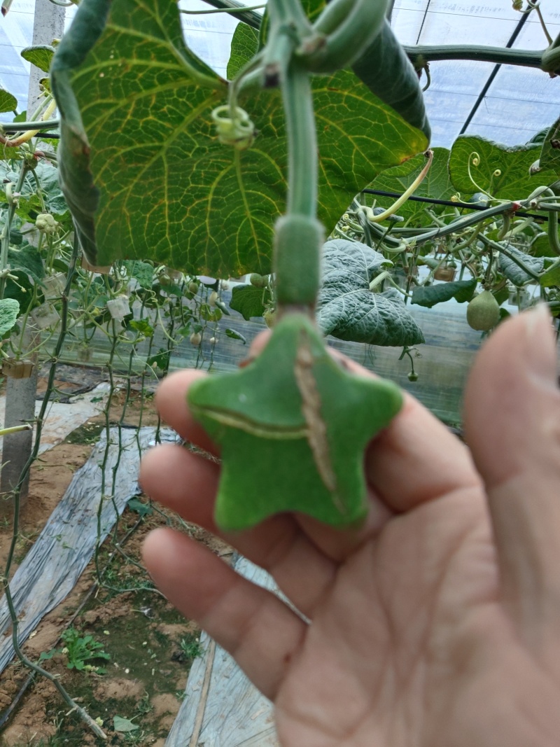 青皮葫芦异性可穿签