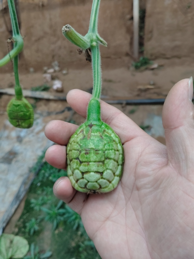 青皮葫芦异性可穿签