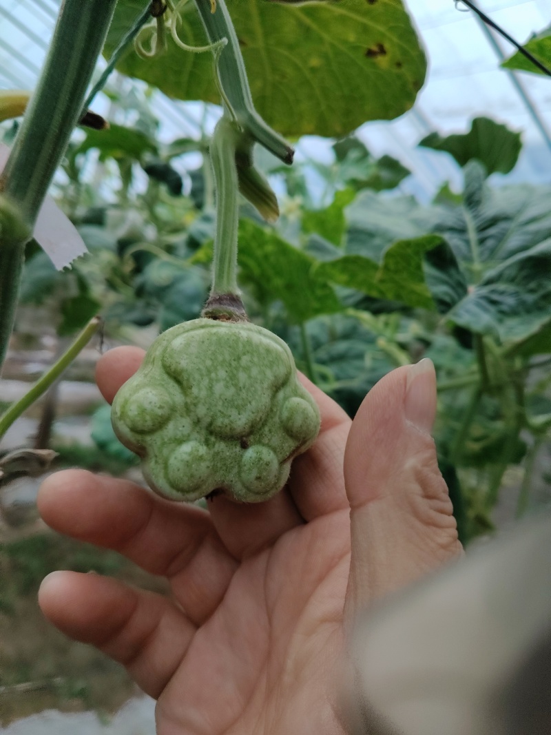青皮葫芦异性可穿签