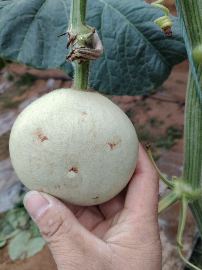 青皮葫芦异性可穿签
