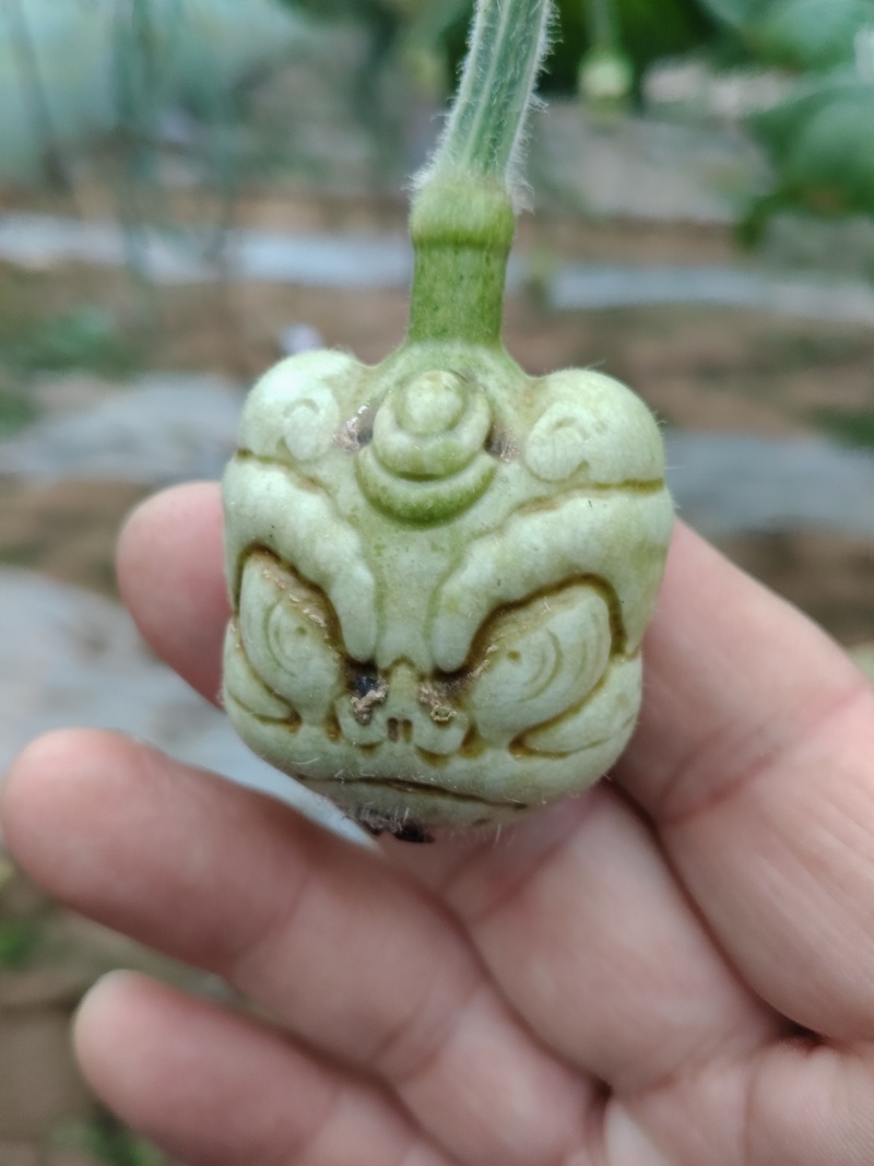 青皮葫芦异性可穿签