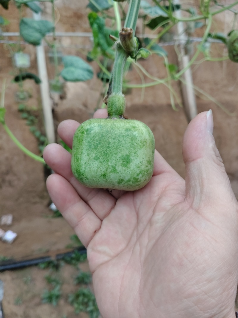 青皮葫芦异性可穿签