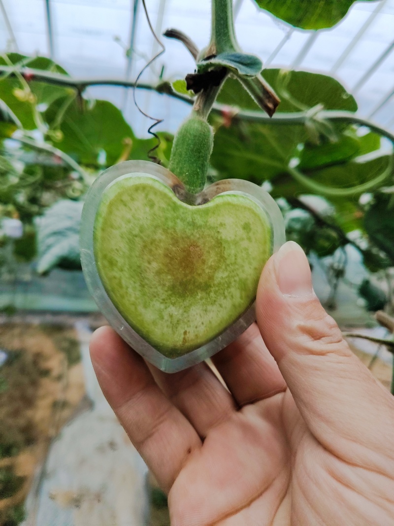 青皮葫芦异性可穿签