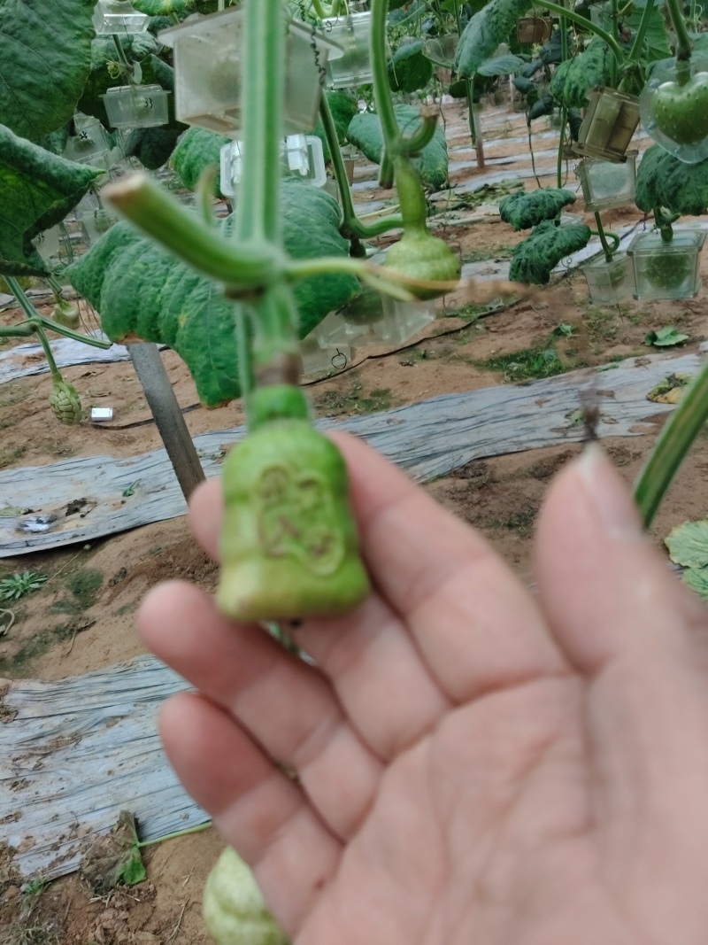 青皮葫芦异性可穿签