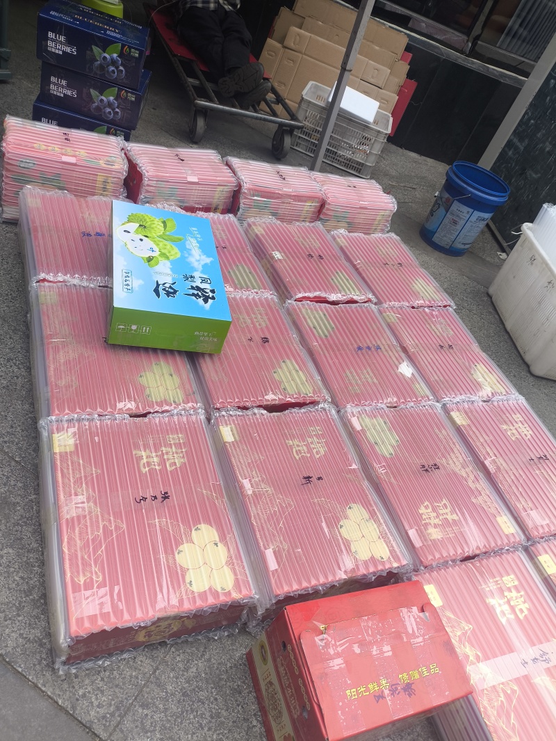 米易早中大五星枇杷