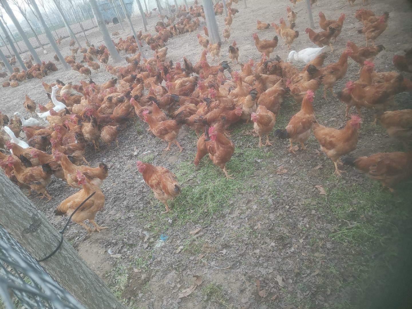 散养红公鸡