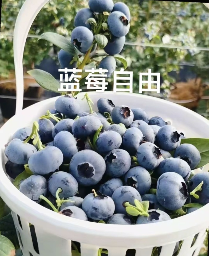 云南澄江蓝莓，花香蓝莓L25，F6