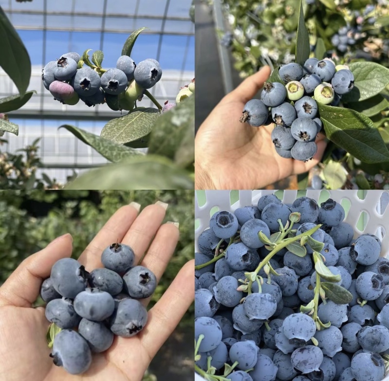 云南澄江蓝莓，花香蓝莓L25，F6