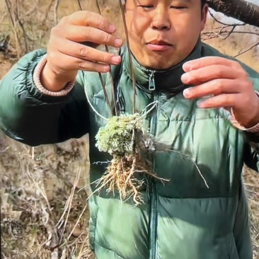 野生鲜茵陈