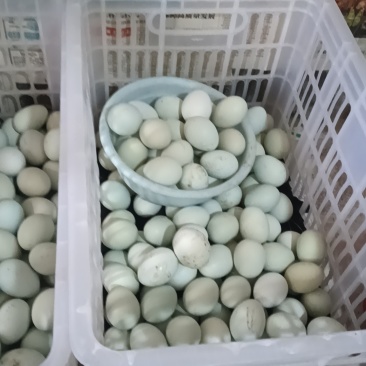 正宗绿壳土鸡蛋