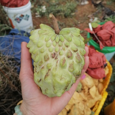 自家种释迦果