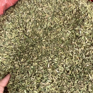 漂亮小茴香国产好货价格优惠