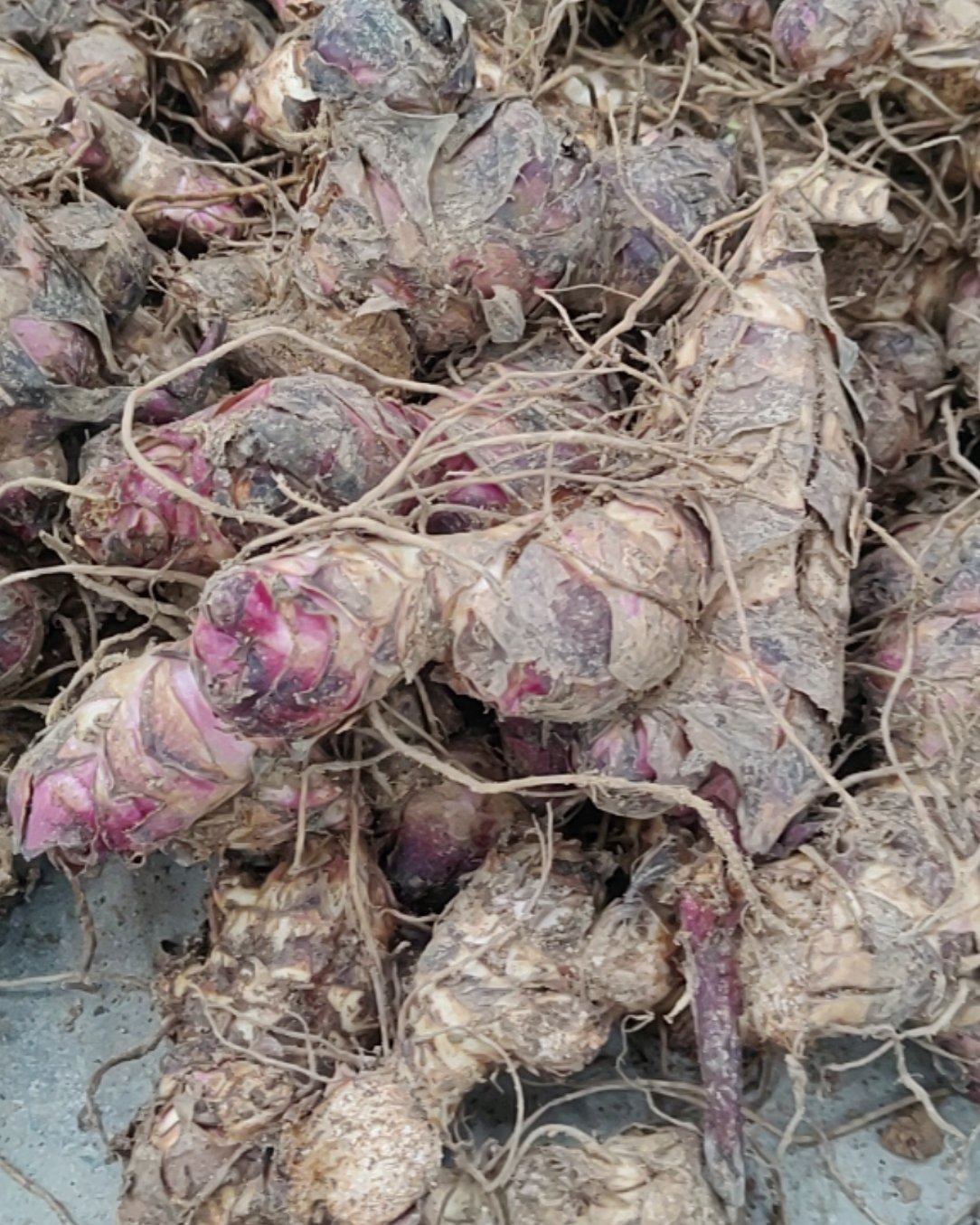 云南芭蕉芋