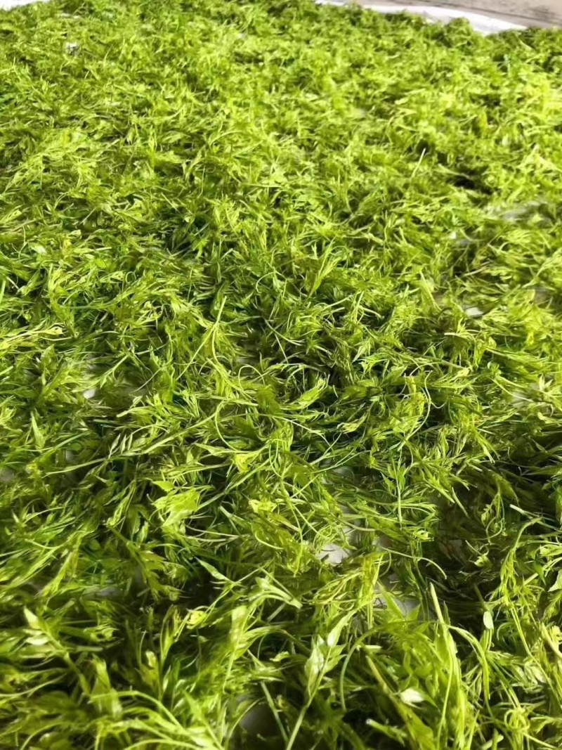湖南湘西霉茶
