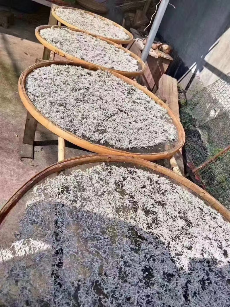 湖南湘西霉茶