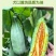 山东羊角蜜甜瓜新鲜当季水果脆甜小香瓜带箱5斤装