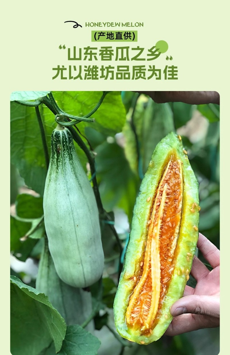 山东羊角蜜甜瓜新鲜当季水果脆甜小香瓜带箱5斤装