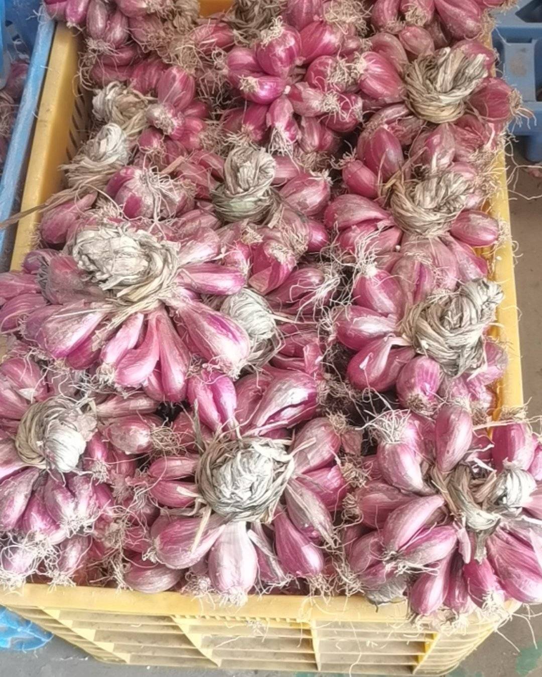 大蒜，生姜，芋头，山药，红薯，葱头，等等干货产地直销，