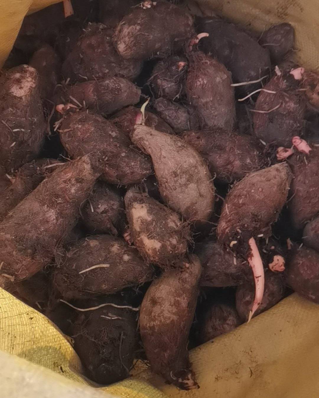 大蒜，生姜，芋头，山药，红薯，葱头，等等干货产地直销，