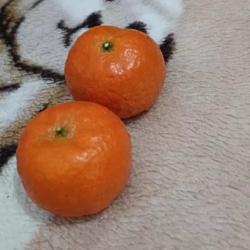 沙糖桔