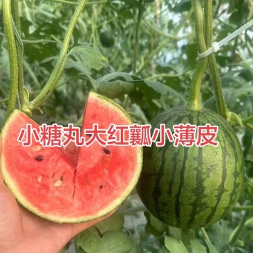 潍坊产区小糖丸西瓜上市，价格美丽
