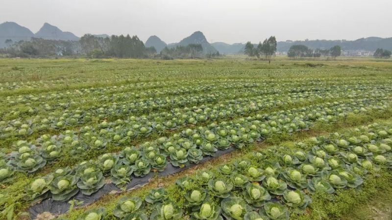 包菜荷兰包