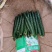 商丘本地精品黄瓜顶花带刺，大量现货，