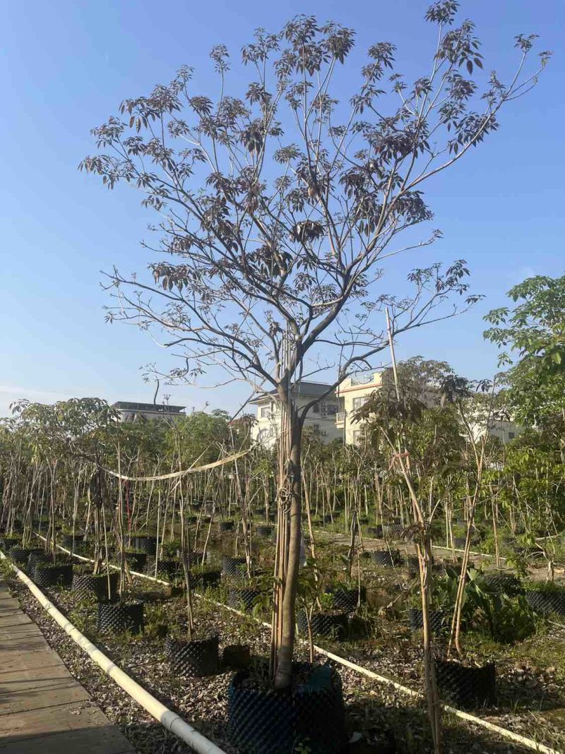 紫花风铃木米径8公分