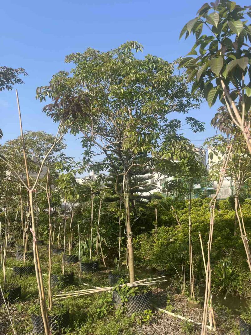 紫花风铃木米径8公分