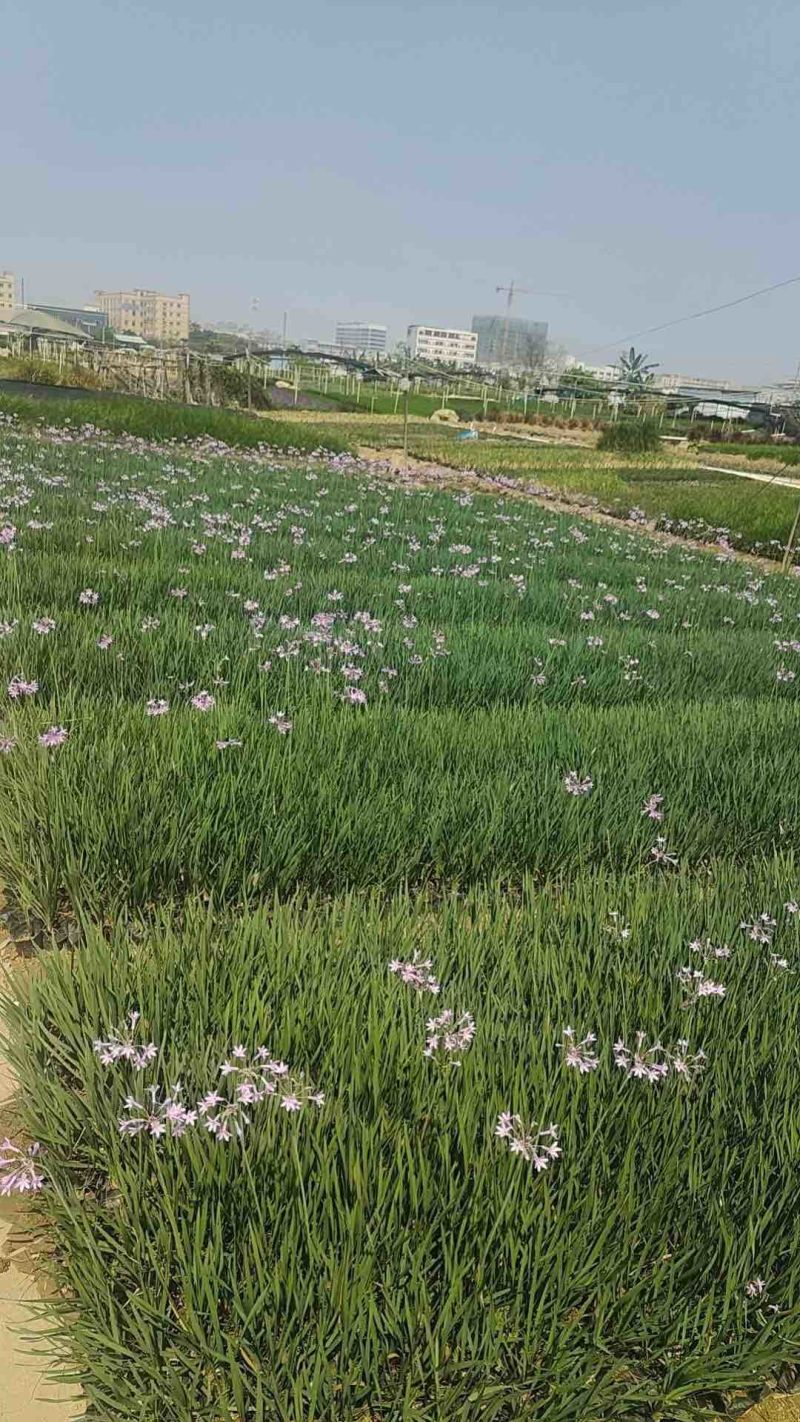 紫娇花小袋苗