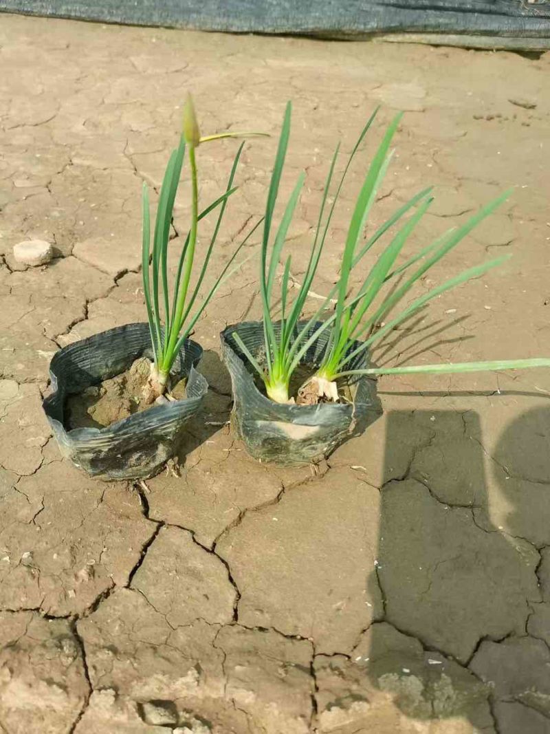 紫娇花