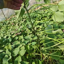 红薯苗