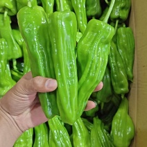 广东精品薄皮椒，芜湖椒，一手货源品质保证，全国发货