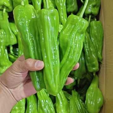 广东精品薄皮椒，芜湖椒，一手货源品质保证，全国发货
