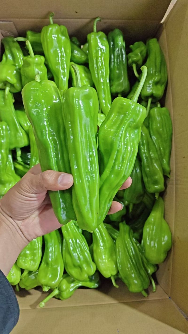 广东精品薄皮椒，芜湖椒，一手货源品质保证，全国发货