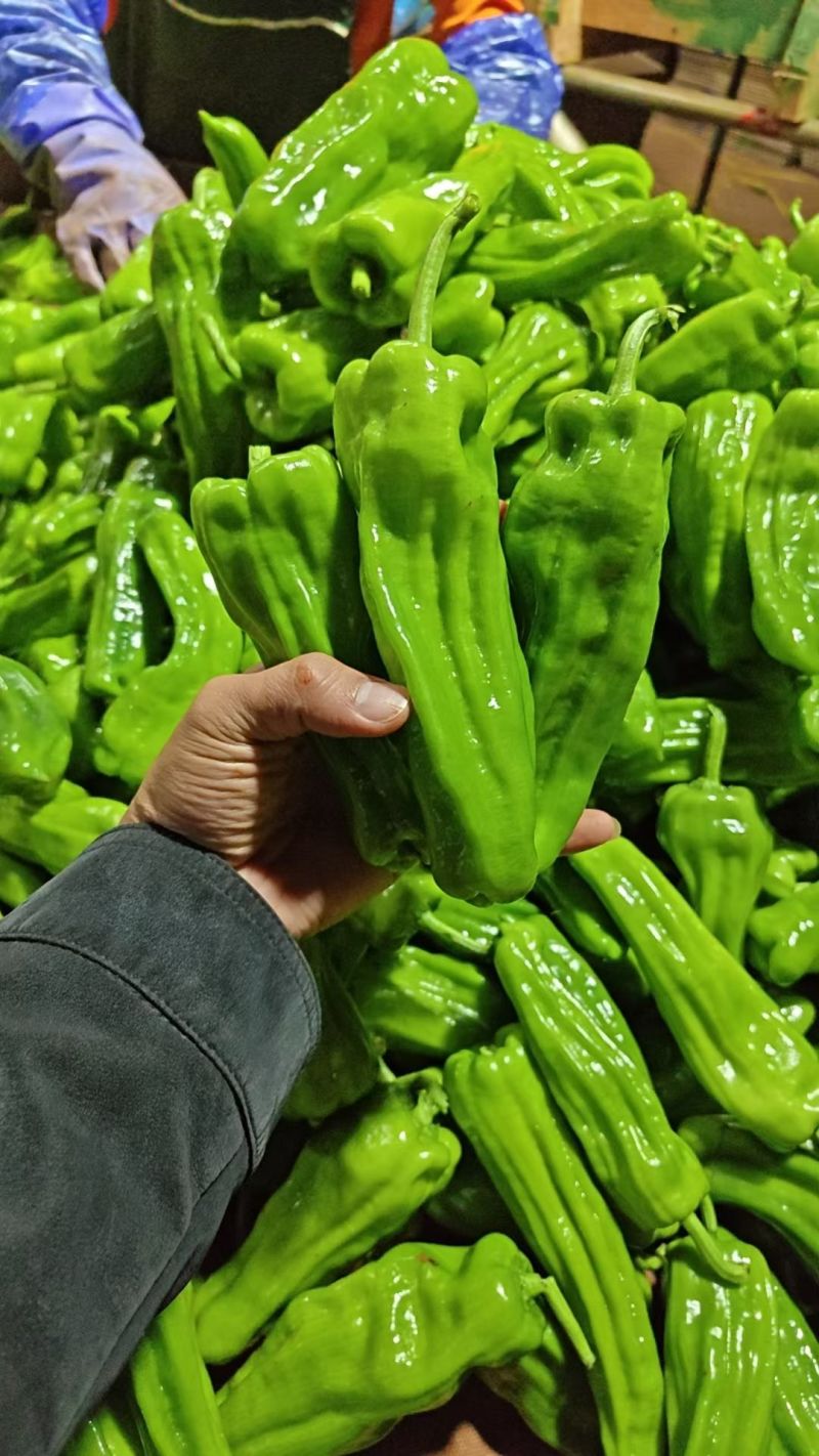 广东精品薄皮椒，芜湖椒，一手货源品质保证，全国发货