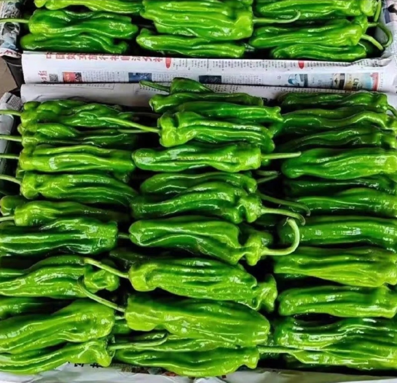 广东精品薄皮椒，芜湖椒，一手货源品质保证，全国发货