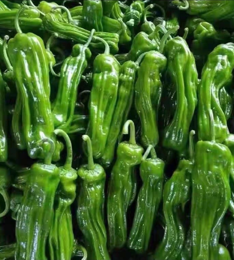 广东精品薄皮椒，芜湖椒，一手货源品质保证，全国发货
