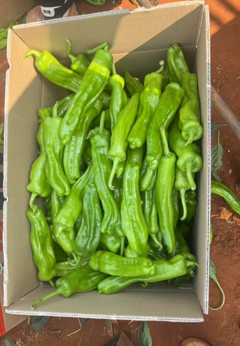 广东精品薄皮椒，芜湖椒，一手货源品质保证，全国发货