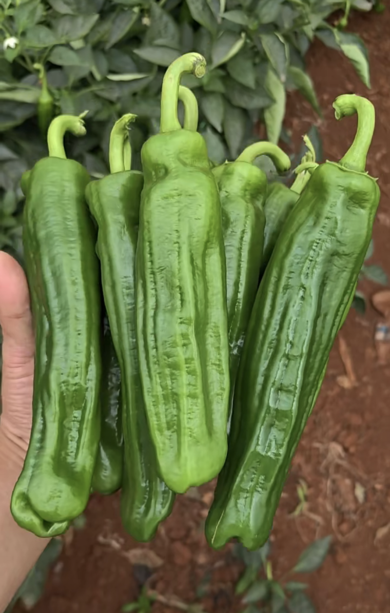 广东精品薄皮椒，芜湖椒，一手货源品质保证，全国发货