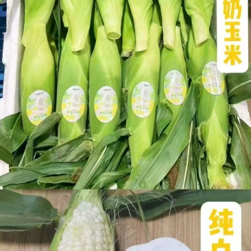 精装牛奶玉米