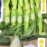 精装牛奶玉米