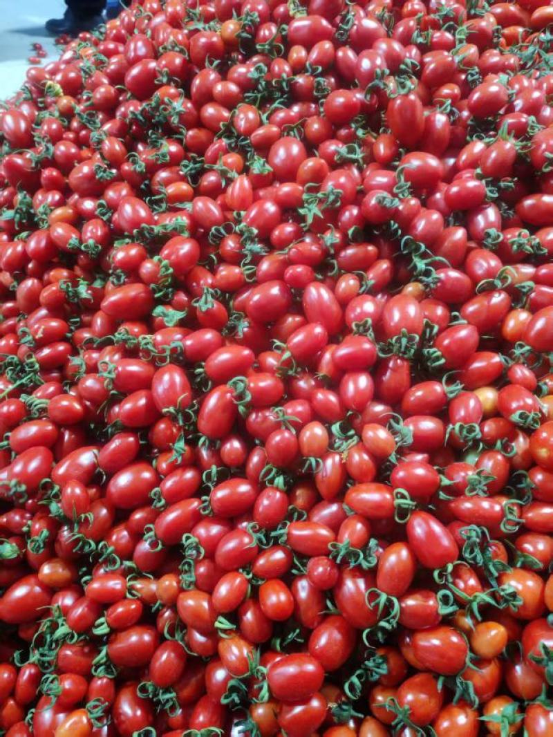 圣女果
