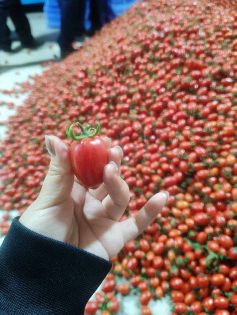 圣女果