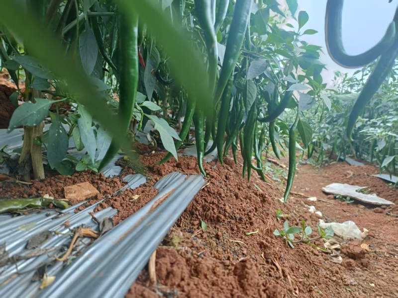 三号线椒
