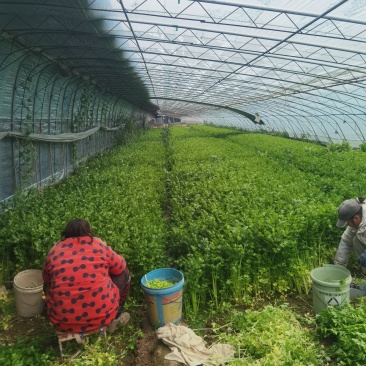 香芹