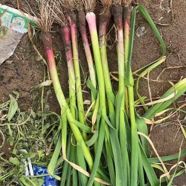 中牟蒜苗，大量有货