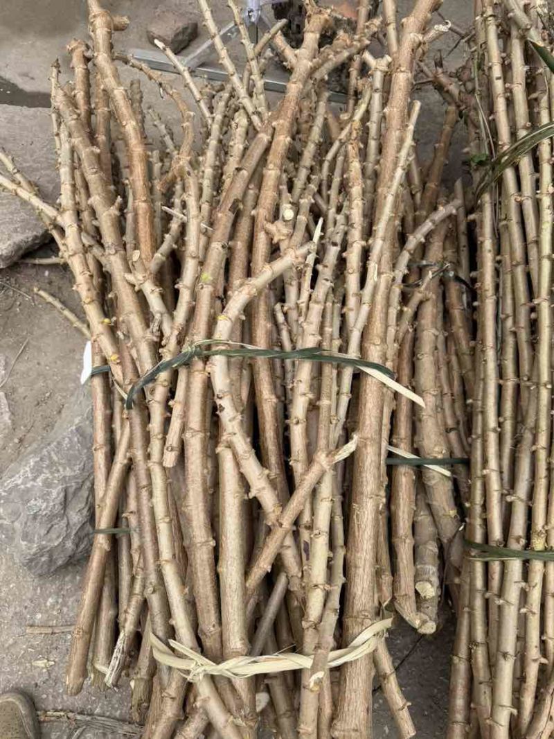 黄心木薯苗