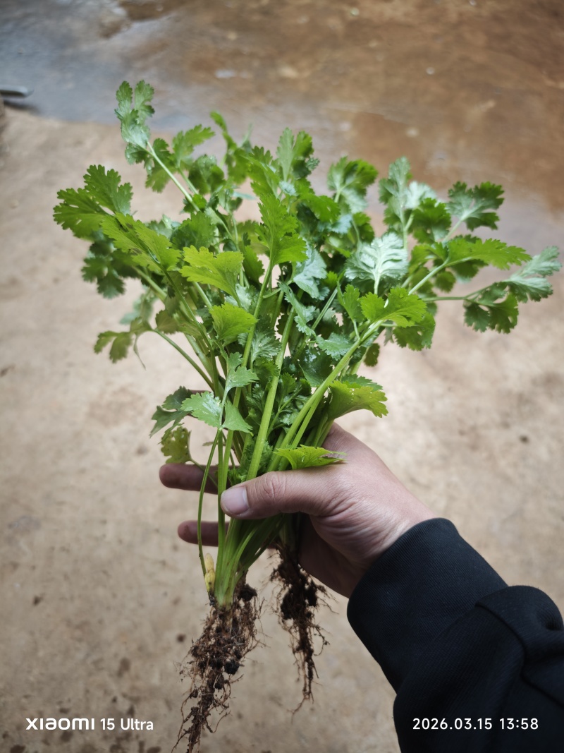大棚香菜
